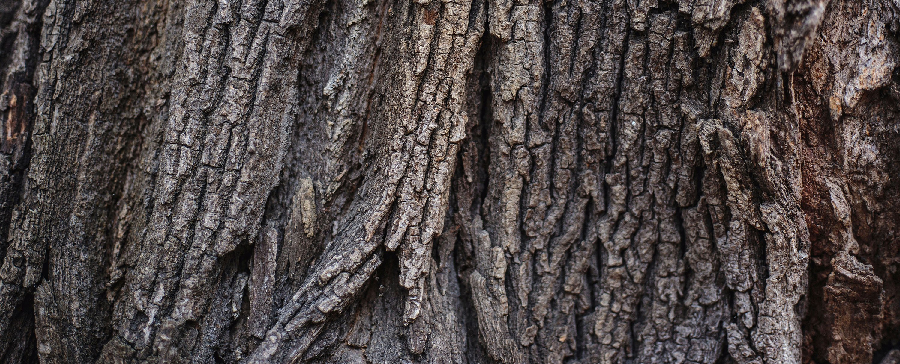 écorce d'arbre écorce d'arbre